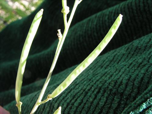 Streptanthus cutleri. Big Bend National Park, Tunnel. March 2004