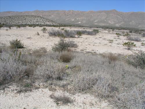 Selenia dissecta. Big Bend National Park, Dog Flat. February 2005