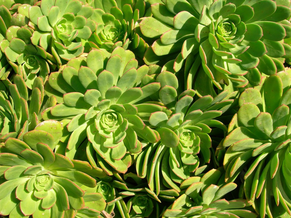 Common name: Hens and Chicks Origin: Canary Islands Uses: Very decorative plants, especially when a few years old. White flowers appear on a stalk after several years that then dies back. Very easy to grow from cuttings. Likely was introduced by Freddie Reichel, after consulting with Kate Sessions of San Diego around 1934.