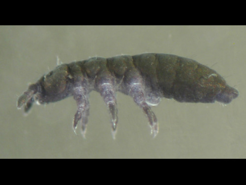 Intertidal springtail (Anurida sp.)