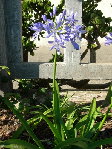 Common name: Lily of the Nile Origin: South Africa Uses: Evergreen perennial that forms clumps of strap like leaves. Blooms in summer. Tolerates little water during the summer. Survived over 40 years on Alcatraz with only winter rains and summer fogs.