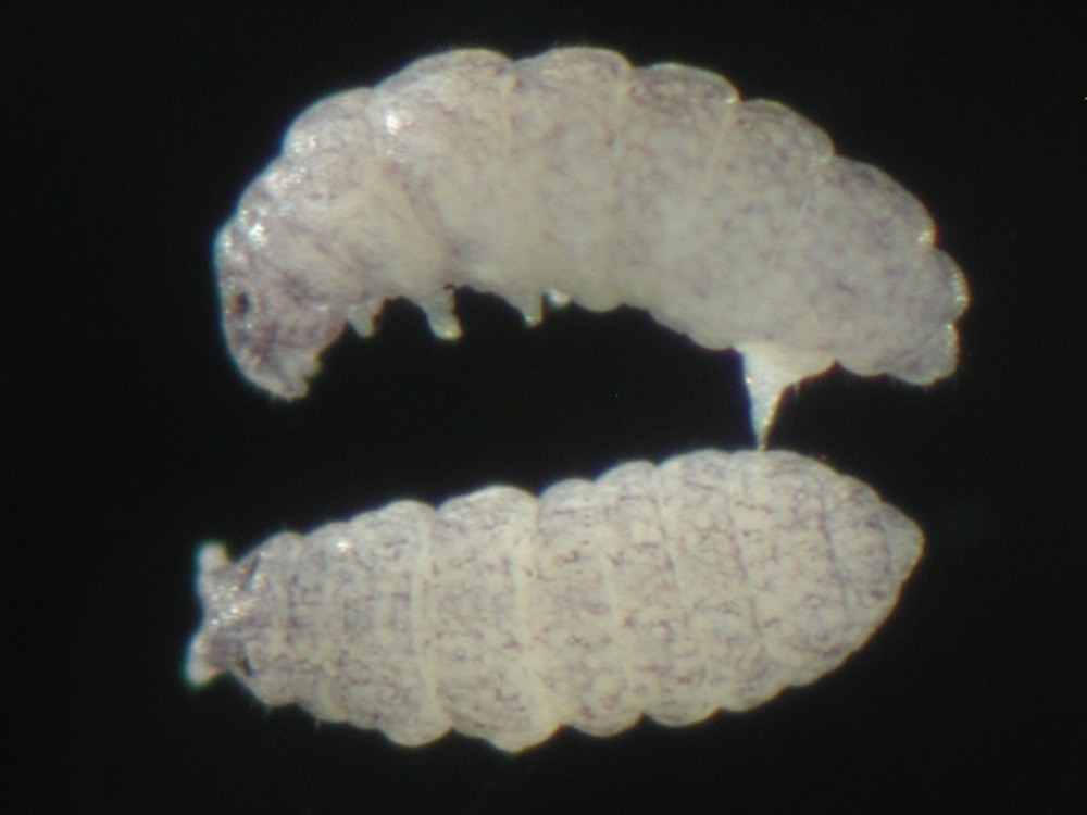 Springtail (Odontella rossi)