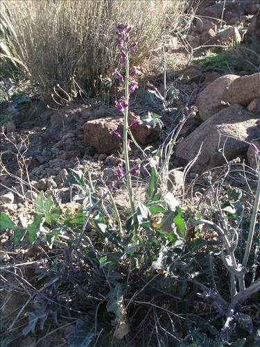 Streptanthus carinatus. Big Bend National Park, Route 13, mile 15. February 2004