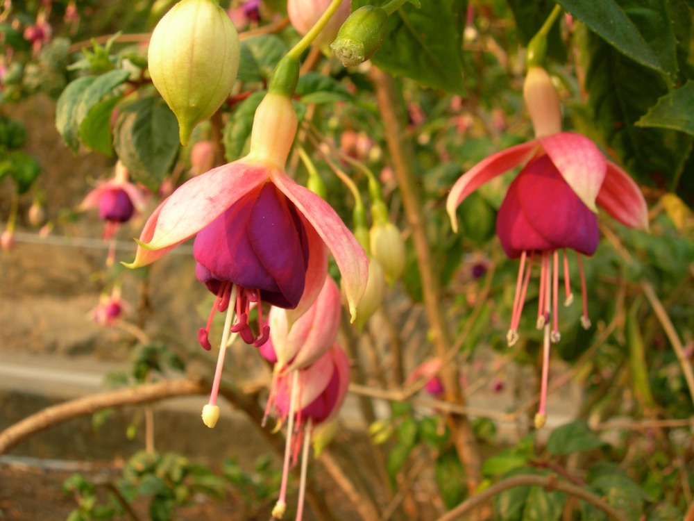 Common name: Lady’s Earrings, Fuchsia Origin: Created in 1869 by Edward R. R. G. Bank in Kent, England Uses: This was a very popular Fuchsia that still thrives in gardens today, including Alcratraz’s 60 year old Fuchsia by the Electric Shop. A very graceful shrub that blooms from spring to summer. However, it is susceptible to Fuchsia gall mite and needs extra attention to look its best.