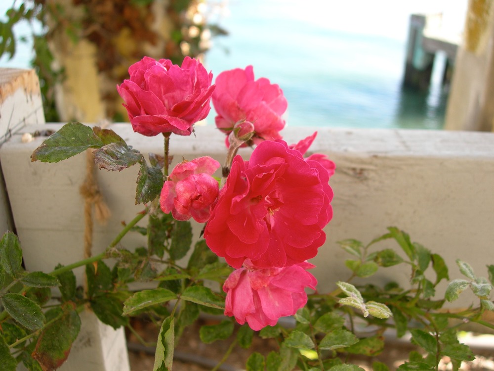 Common name: Rose Origin: Introduced by J&P in 1901 Uses: A rambling rose, this one is very hardy but does suffer from powdery mildew. Can be considered an escape artist for its ability to wander. Blooms in late summer with vivid reddish pink clusters.