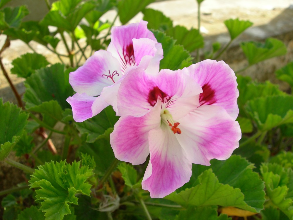 Common name: Martha Washington, Regal Pelargonium Origin: South Africa Uses: Very popular plants in the early 1900’s, they were grown for their colorful blooms and they are easy to care for. They make excellent potted plants. On Alcatraz, these survived neglect and drought after the prison closed in 1963.