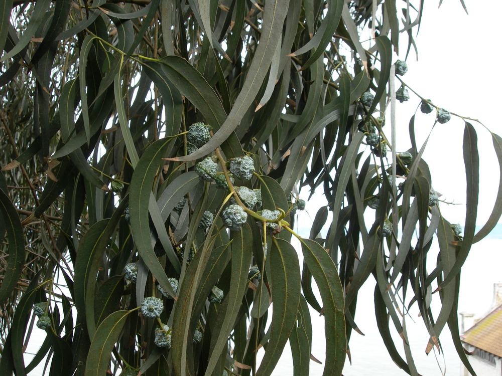 Common name: Eucalyptus Origin: Australia, extending to Phillipines Uses: A mature tree can reach up to 200ft, providing shade and windbreaks. The leaves are very aromatic. However, the shedding bark and leaves contribute to fire hazards and the trees also crowd out native plants. Eucalyptus was brought to California in the early 19th century for timber plantations, unfortunately, the trees were not suited for this use.
