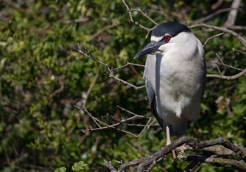 Black-crowned night heron shrub view
