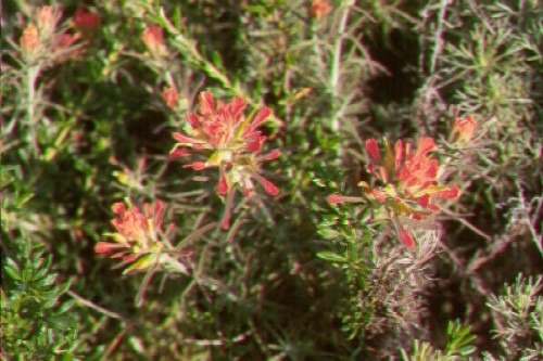 Bright with its reddish-orange flowers, Indian paintbrush usually blooms from February through May.