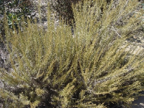 Also known as Coastal Sagebrush, early California Spaniards drank it as a tea for bronchial problems and used it to cleanse wounds. Also makes an effective flea repellant.