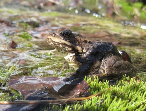 A frog sits in a stripe of shadow at the edge of a mossy pond. 
