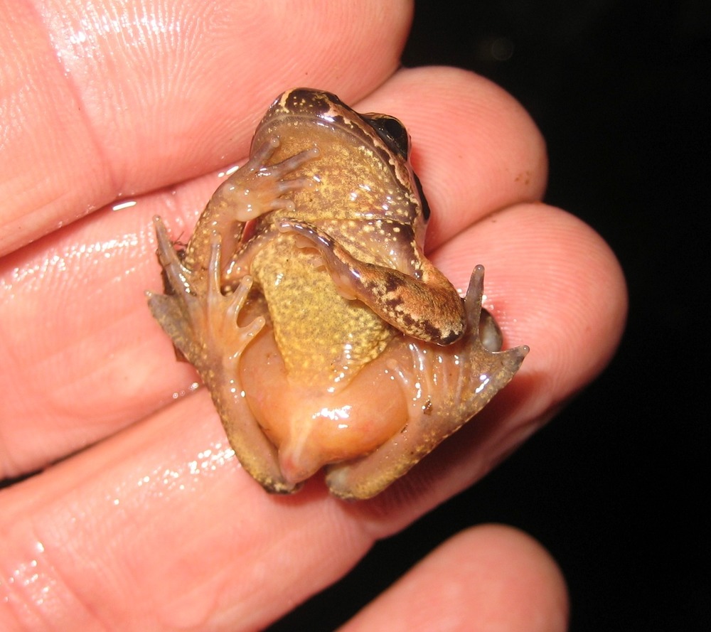 A hand holds up a small frog resting on its back to show that it has a short "tail".