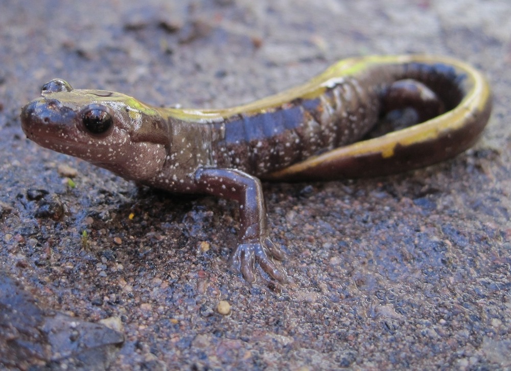 A small brownish salamander with a yellow stripe down its back. 