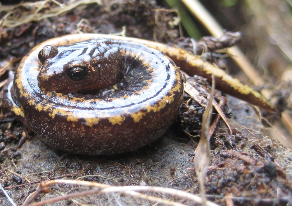 A small, tightly curled up salamander with a mottled yellow stripe down its back. 