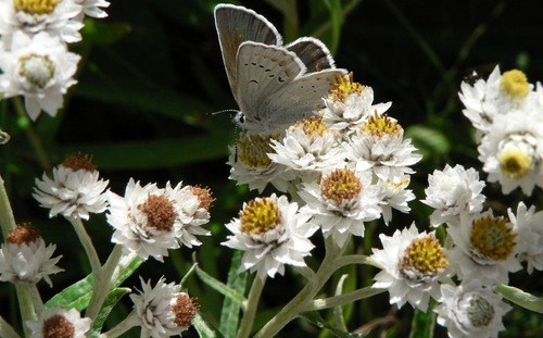 A blue-grey butterfly perches on cluster of yellow wildflowers, each flower framed by several rings of white bracts. 