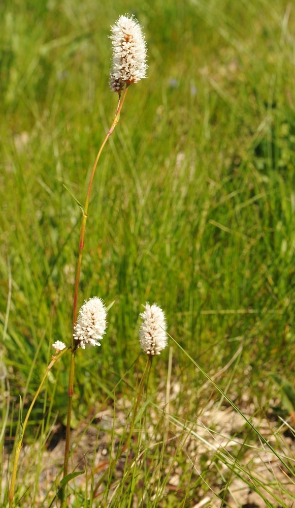 Tall brown stems topped in a short spike of white flowers. 