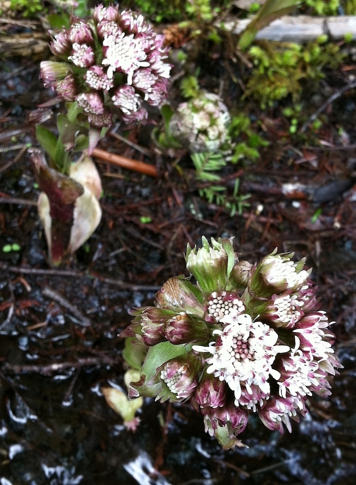 Several plants, each with a single stout stem topped in a globular cluster of pinkish-white flowers. 