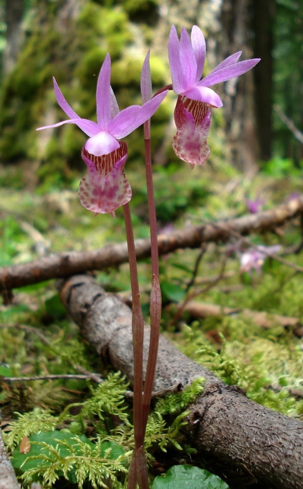 Two pink wildflowers growing on a mossy forest floor. The flowers have top petals that form a crown of spikes around a folded lower petal with a wide, spotted lower lip. 