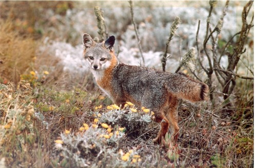 Island fox in the wild