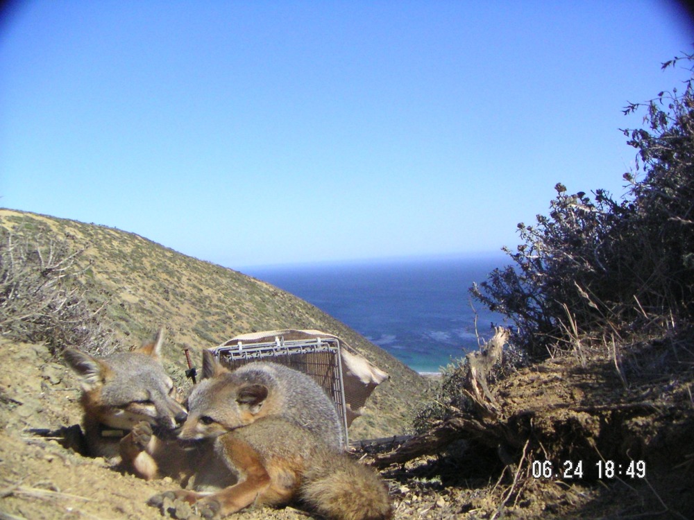 A remote video camera catches foxes in the wild at a feeding station.
