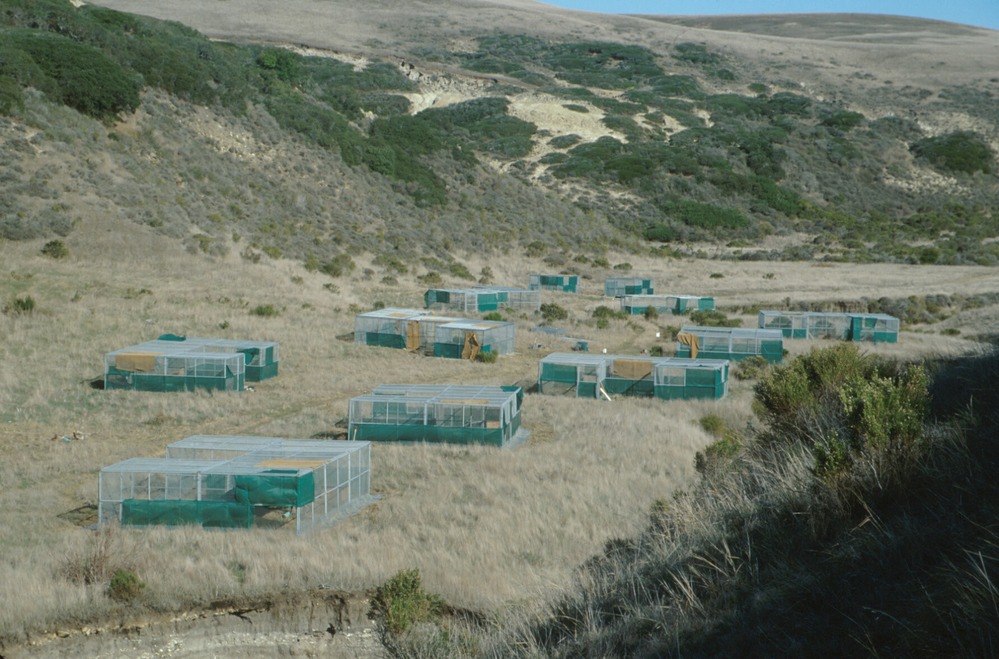 A fox pen site on Santa Rosa. Foxes are kept in captivity for breeding. Golden eagles would prey on the foxes if they were not guarded by the pens.