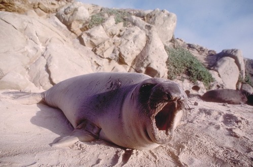 Elephant Seal males may weigh up to 6,000 pounds. Females are generally less than 2,000 lbs. After breeding in December and January at the Channel Islands they swim to the Bering Sea to feed on squid and deep water fish. They return to the islands in the spring to molt, then return to Alaska to feed some more.
