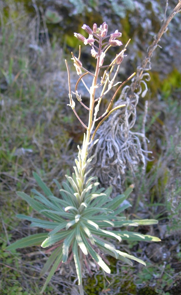 Scientific Name: Arabis hoffmannii -- Common Name: Hoffmann’s rockcress -- Plant Family: Brassicaceae (Mustard Family) -- Federal status: Endangered