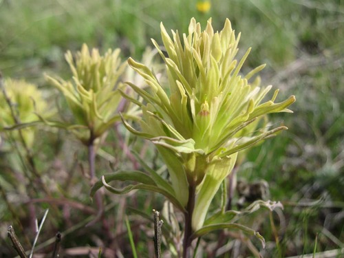 Indian paintbrush. Family -Scrophulariaceae (Castilleja occidentalis)