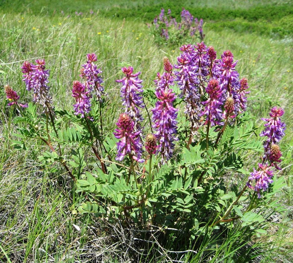 Two-grooved or silver leafed Milk Vetch. Family - Fabaceae (Astragalus bisculcatus)