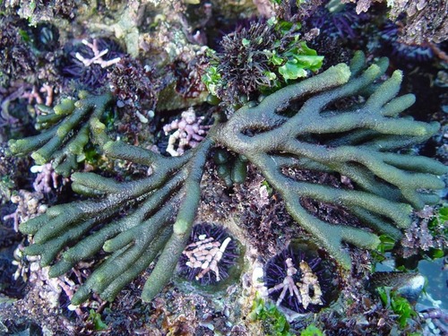 This distinct green alga is frequently found in pools mid to low intertidal. Its common name, Dead Man’s Fingers, comes from its appearance - multiple cylindrical, bloated branches with hair-like projections extending from each ‘finger’ (which is an ephiphytic, red algae).