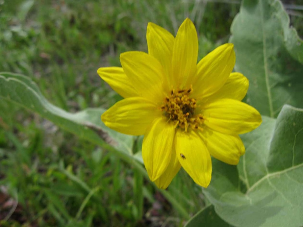 Arrowleaf Balsamroot. Family - Asteraceae (Balsamorhiza sagittata)