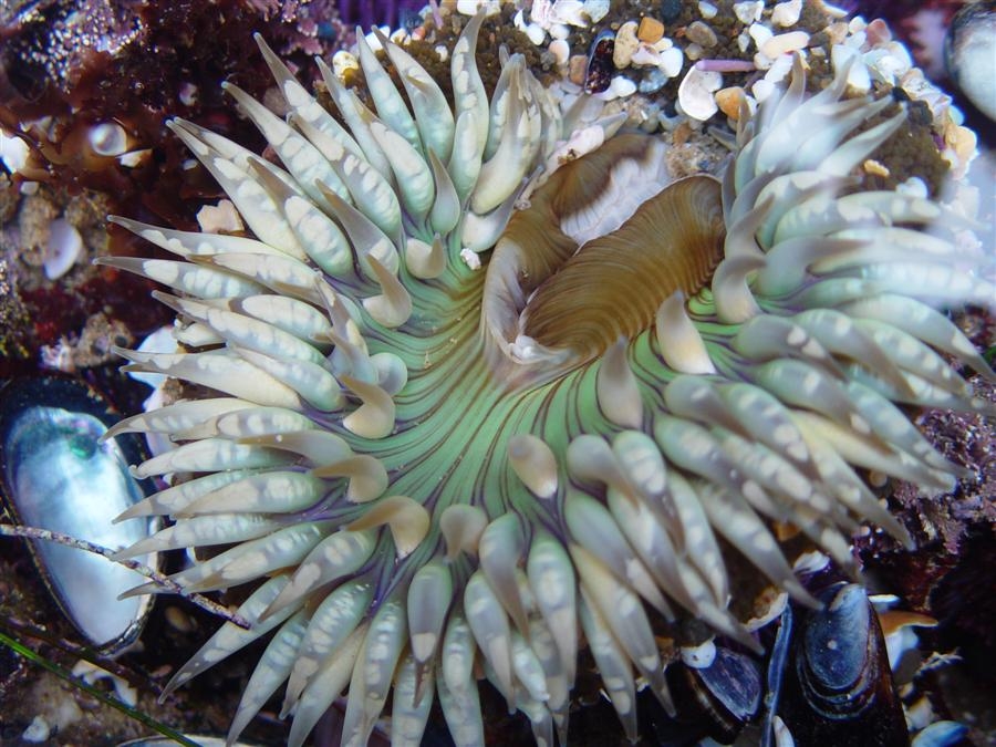 Sea anemones are the “sunflowers” of the sea. The sunburst anemone, Anthropleura solas, is so named for the intense stripes of color radiating from the centralized mouth. Some species of anemones adhere bits of shell fragment and rocks to their outer columns to camouflage and protect them.