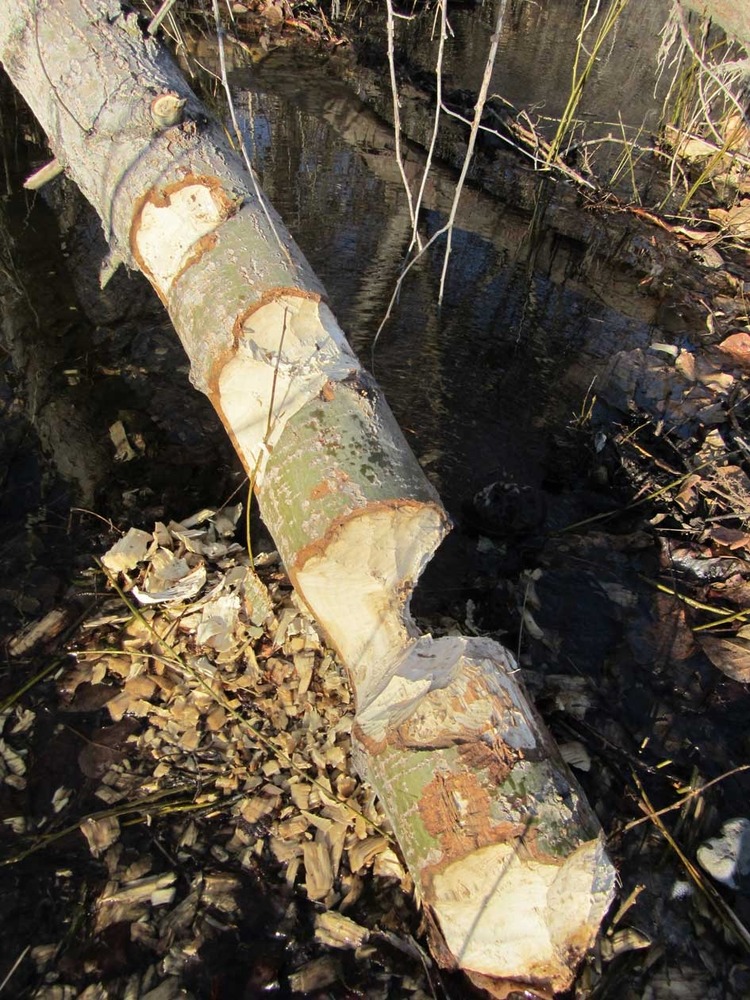 Beaver's live in Lapwai creek, below the park's visitor center. We find evidence of their presence all of the time. Beaver's belong to the Castoridae family and their scientific name is Castor Canadensis.