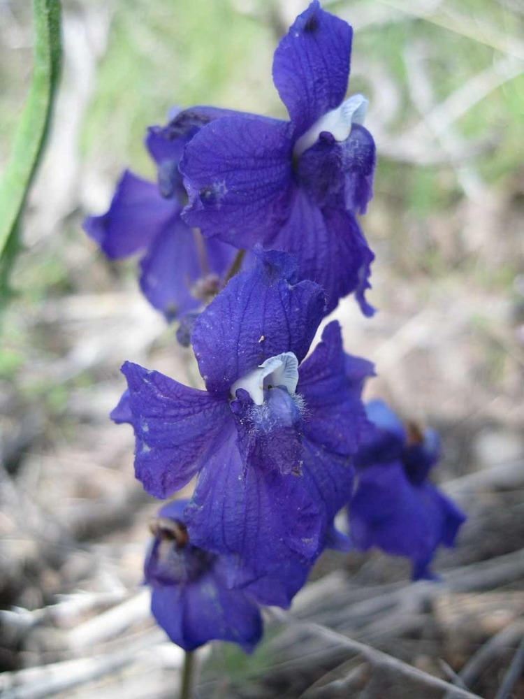 Larkspur. Family - Ranunculaceae (Delphinium nuttallianum)