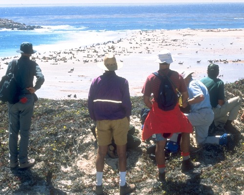 Hiking seven miles across the island to Point Bennet to observe the huge colonies of seals and sea lions is one of the most engaging visitor activities within the park.