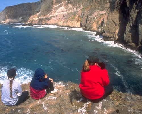 Pinnipeds (seals and sea lions) commonly are sighted from the towering volcanic cliffs above Elephant Seal Cove.