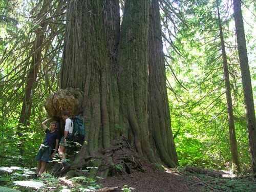 Hikers stand beside a tree on the Big Beaver Trail.