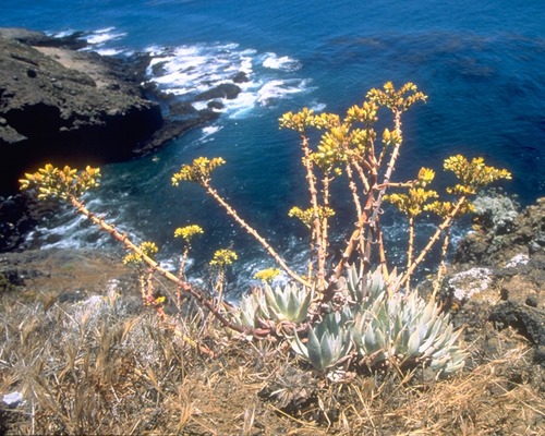 The steep, rocky, cactus-covered cliffs have provided safe habitat for the endemic Santa Barbara Island live-forever, one of several plants unique to the island.