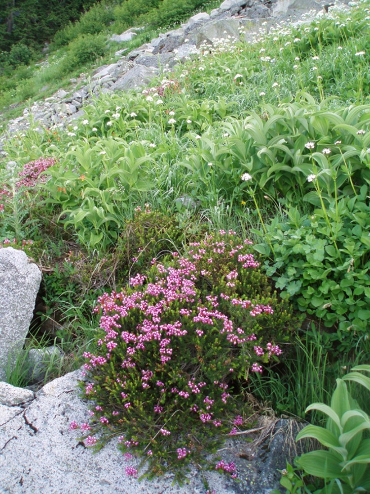Beautiful vegetation grows along the Cascade Pass Trail.