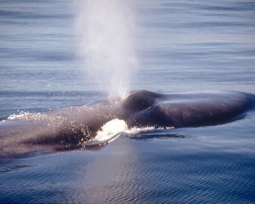The abundance of krill, a tiny shrimp like creature, often lures the world’s largest animal, the endangered blue whale, into the western Santa Barbara Channel to feed during May through November.