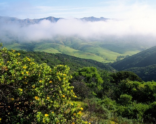 Varied topography , geologic complexity, and ample freshwater support an array of flora—over 650 plant species. Forty-three, including the northern island bush poppy, are found only on the Channel Islands; eight exist only on Santa Cruz Island.