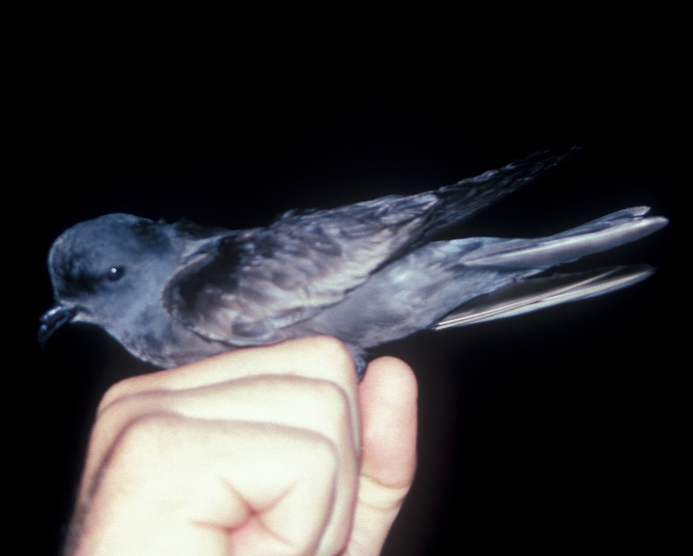 ashy storm-petrel