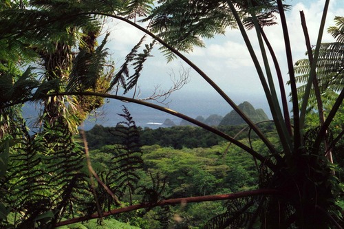 View toward Pola Islands from Tutuila rainforest.