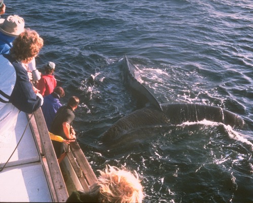 Visitors encountering the endangered humpback whales.