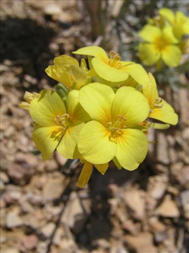 Lesquerella fendleri. Big Bend National Park, Sawmill Road. March 2004