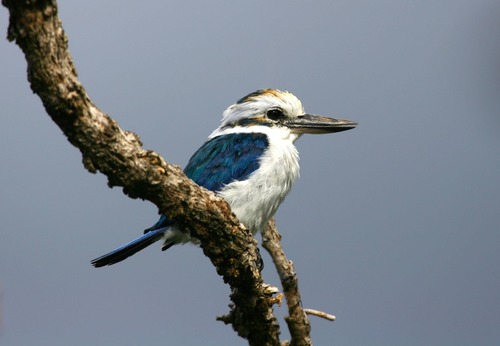 Collared kingfisher at the Pola Islands overlook in the Tutuila portion of the park.