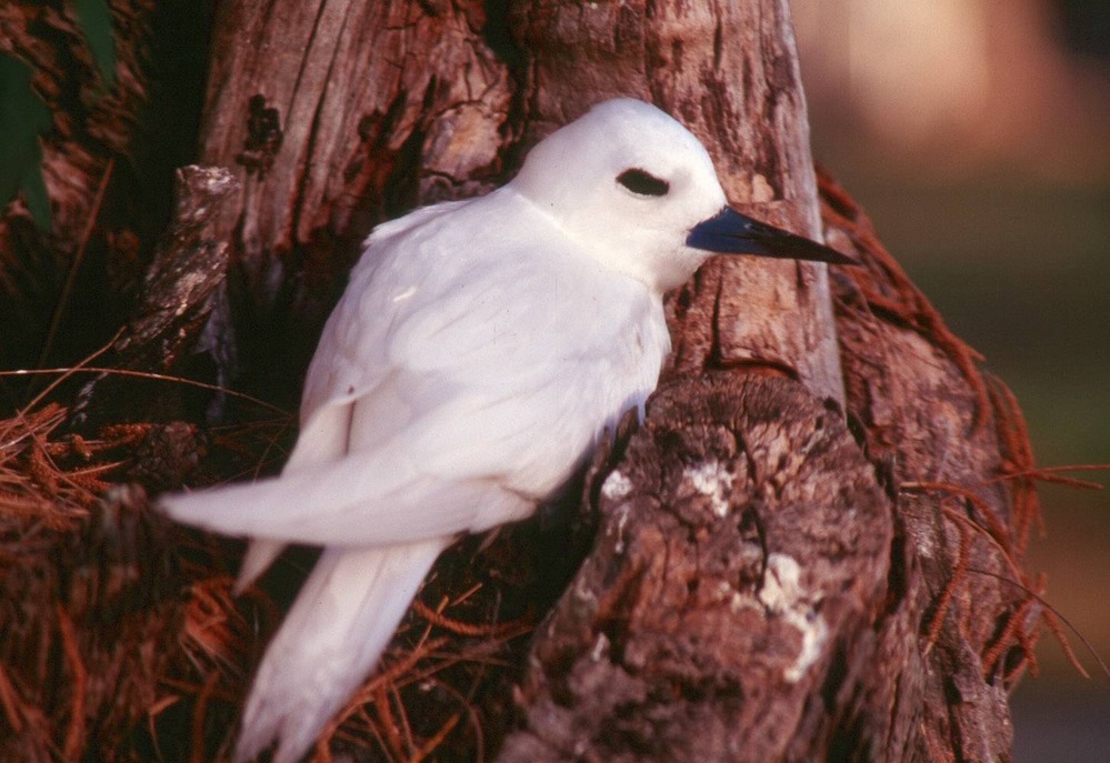 White or fairy tern.