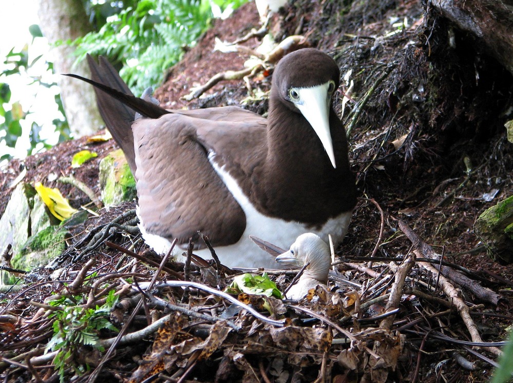 brown booby nest