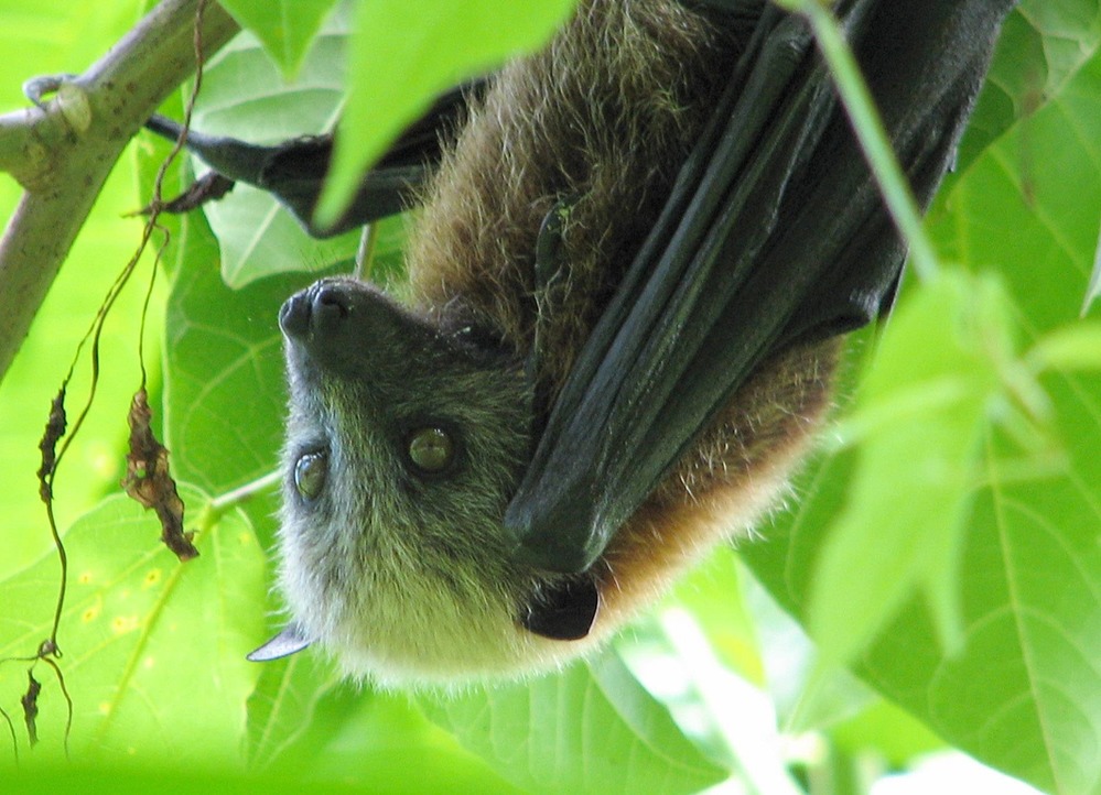 Samoan fruit bat or flying fox, Pteropus samoensis, Samoan name pe'a vao