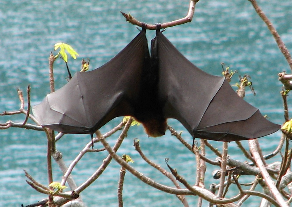 Samoan fruit bat or flying fox, Pteropus samoensis, Samoan name pe'a vao